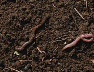 Что такое почва и из чего она состоит?